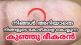 Chicken keel bone sticking out?|കോഴികൾ ആരോഗ്യം കുറഞ്ഞു ചത്തു പോവുന്നതിന് കാരണം ഈ ജീവി ആണ്