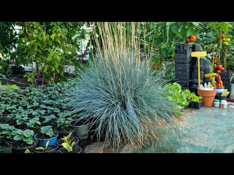 Ornamental grass propagation :festuca glauca blue