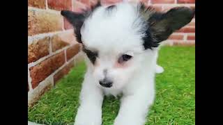 ハーフ犬の動画01