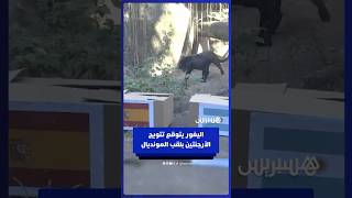 داخل حديقة بالبرازيل.. حيوان اليغور يتوقع فوز الأرجنتين بنهائي المونديال thumbnail
