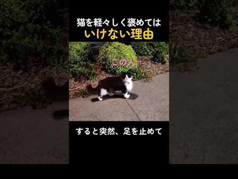 猫を軽々しく褒めてはいけない理由