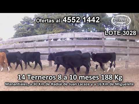 Lote 14 Terneros 9 AA - 3 HE/ AA - 1 HE - 1 AA/ HO 188 Kgkg -  en Manantiales, a 30 Km de Radial de Juan Lacaze y a 16 Km de Miguelete