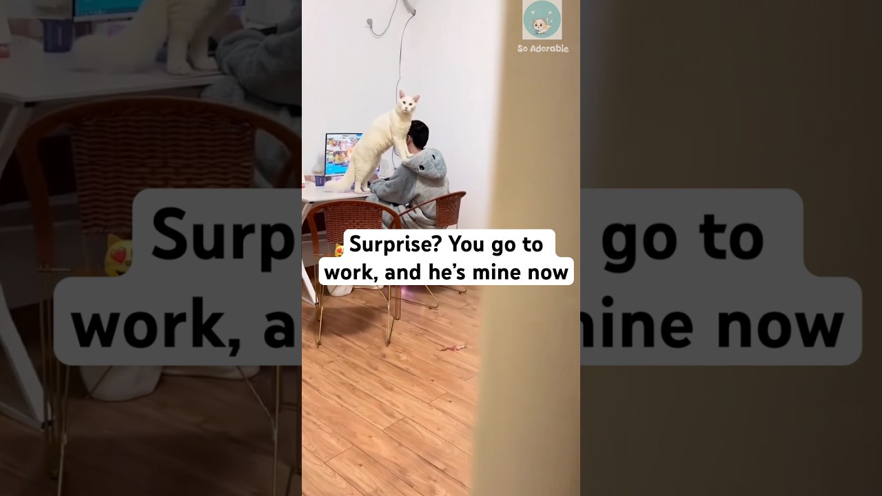 Cat massage in progress #shorts #cat #catlovers