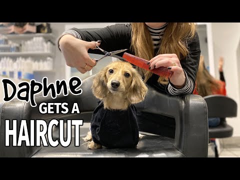 Ep 46: Daphne Gets a HAIRCUT! — (Funny Long Haired Dachshund Video)