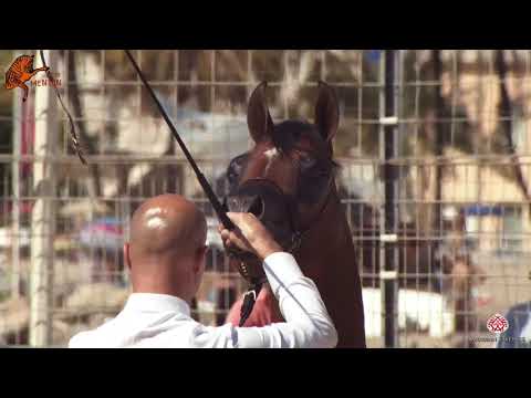 N 98 KADIR OF SINUS   2020 Menton Mediterranean and Arab Countries Arabian Horse Championship   2 Ye