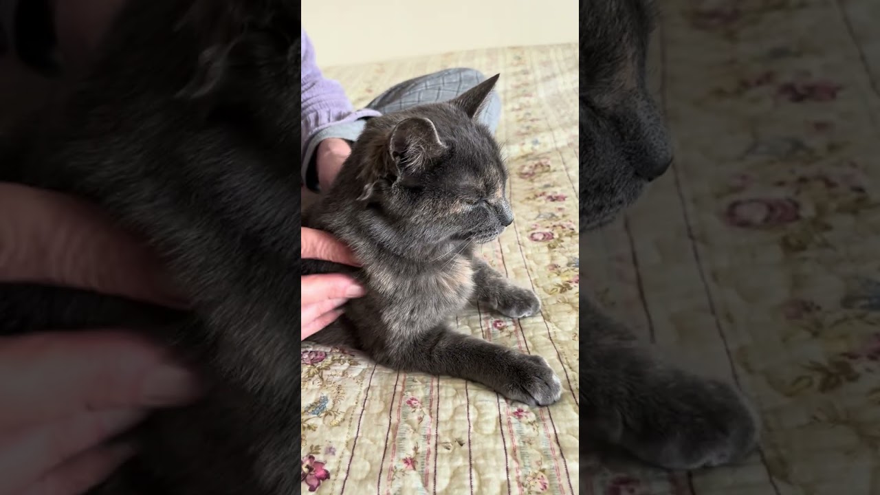 Cricket is so Amazing x 10!!, a Adoptable Dilute Tortoiseshell in Eagle Point, OR video 2/5