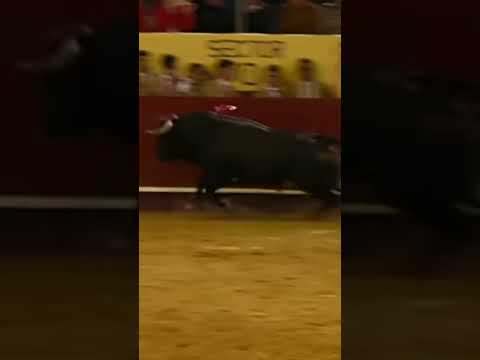🔥men jumping over a charging bull#man vs bull#epic bull fight
