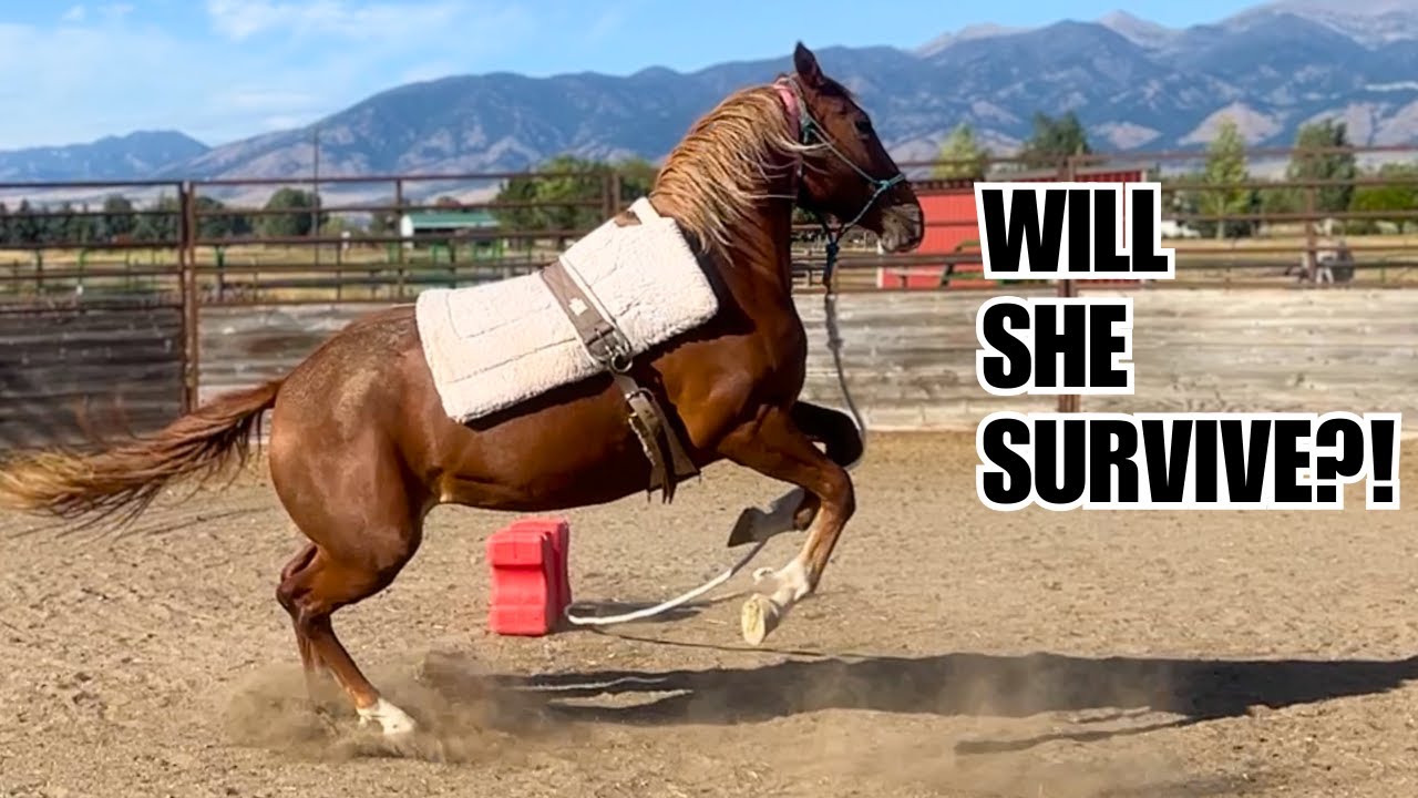 $25 AUCTION horse ~ Too WILD to TRAIN undersaddle?!