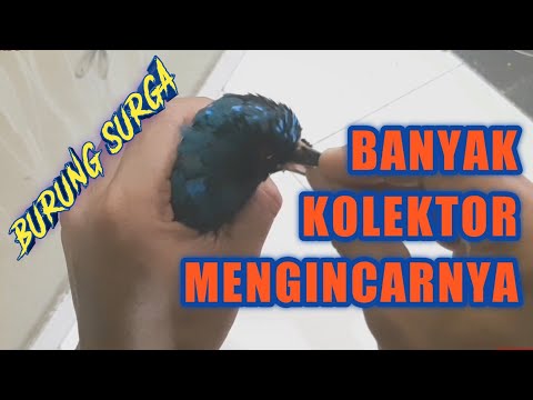 KALAU PUNYA BURUNG INI JANGAN SAMPAI DIJUAL || Reveiew Burung Sultan Cucak Biru Trotol