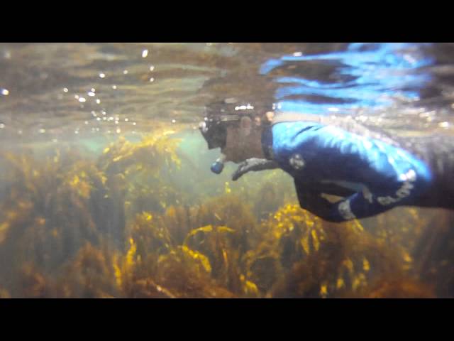 Snorkeling - Lover's Cove, Avalon, Catalina Island CA