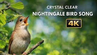 Download lagu Suara Nyanyian Burung Nightingale Jernih 4K – Lanskap Suara Alam Murni mp3 Download lagu Suara Nyanyian Burung Nightingale Jernih 4K – Lanskap Suara Alam Murni mp3