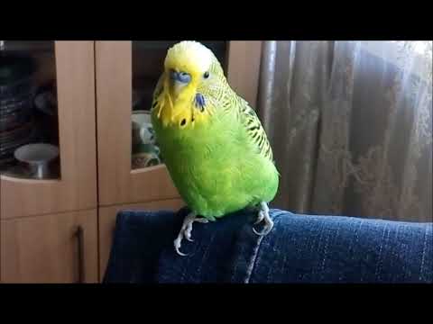 Попугай Кеша очень рад нашему возвращению с дачи! Parrot Kesha is happy we came back from our dacha
