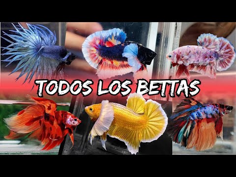 ALL Types of Betta: Fins and Colors Explained with Real Examples (Complete Guide 2025)