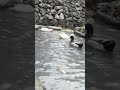 Ducks Swimming Underwater