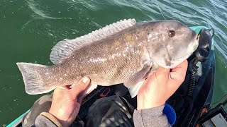Good Spring Togging, Lots Of Tagged Keepers