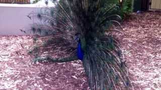 preview picture of video 'Male Peacock showing train flair at Peel Zoo, Pinjarra, Western Australia'