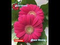 Palaivanathil Oru Roja Song பாலை வனத்தில் ஒரு ரோஜா மலர�