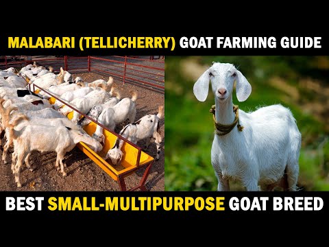 , title : 'MALABARI GOAT FARMING | TELLICHERRY GOAT FARM GUIDE | Best Goat Breed in India'