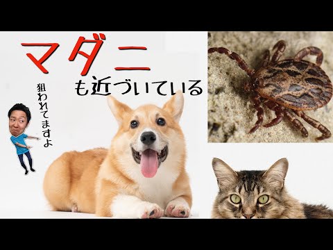 マダニ科について詳しく解説