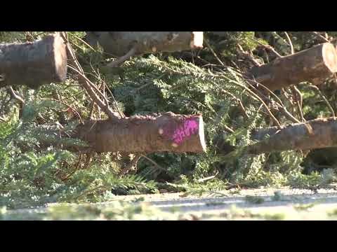 Newark Christmas Tree Recycling