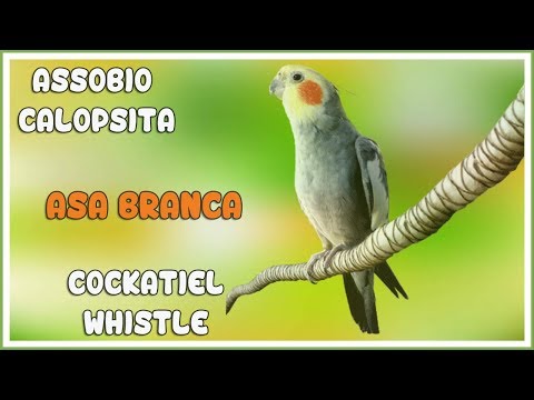 ASSOBIO CALOPSITA - ASA BRANCA GONZAGUINHA