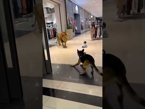 Heroic German Shepherd Saves Baby from Lion Attack in Shopping Mall 🦁🐶  Real Life Rescue Moment!