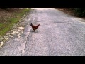 A Chicken Crossing The Road