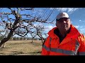 Tăierea La Prun Când Curăță Gherman Pomii Mereu în Loc De Prune Ies Gutui