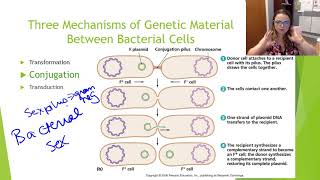 Bacterial Genetics