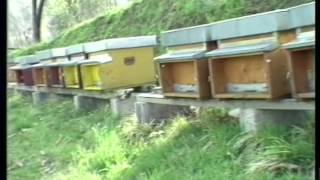 GLI INSETTI NEGLI AGRO ECOSISTEMI di Mauro Pinzauti e Umberto Stefani