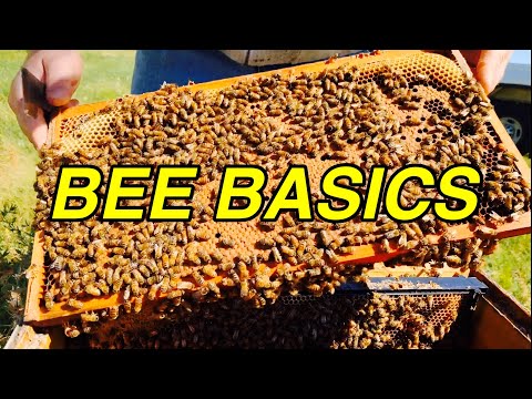 BEE BASICS with Davis (mentor) - Hive INSPECTION - SWARM (& catch) - Easy SPLIT - Fun!!!