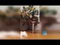 Funny Cat S Semi Thailand The Parallel