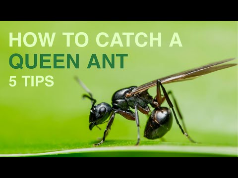 How to Catch a Queen Ant in 5 Easy Steps
