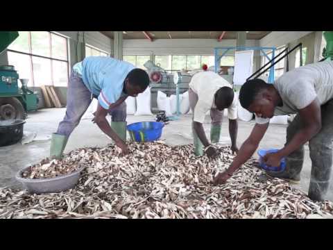 , title : 'Transforming cassava peels into animal feed'
