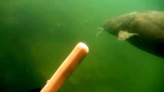 preview picture of video 'Chasing a catfish with a hot dog at Mermet Springs'