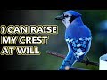 Blue Jay facts: not as annoying as you think | Animal Fact Files