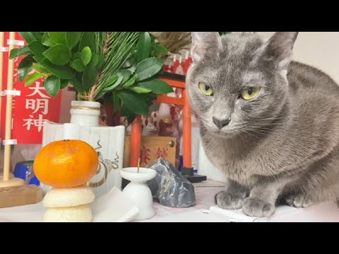 first shrine visit of New Year 2022 | Lucky Korat Cat