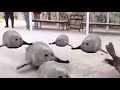 Bouncing seals 1 hour