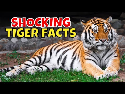 11 Shocking Facts About Tigers: The Largest Cats in the World