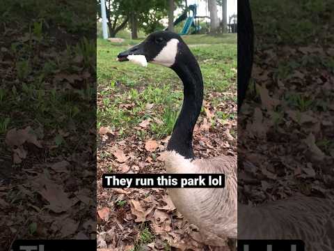 Goose snuck up on me while I was feeding them #shorts #goose