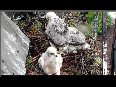 Getting so big! Red-tailed hawks @Cornell Lab 05-15-18