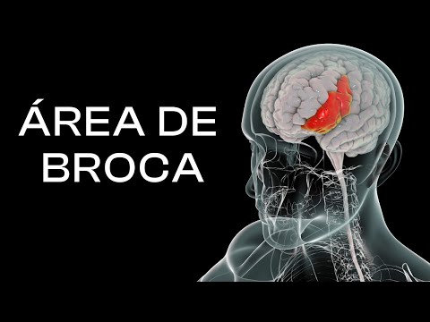 Broca's Area: Characteristics, Functions, and Diseases
