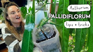 Size Up Your Anthurium Pallidiflorum FAST 🌿 How I Grew My Pallidiflorum HUGE In 6 Months