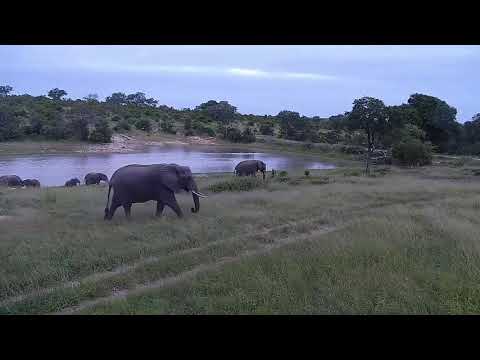 Djuma: Small Elephant herd - 18:35 - 01/23/2022