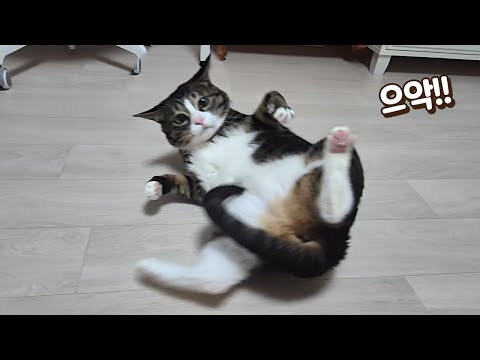 고양이가 벌레 보고 이렇게 행동하는 게 맞아요? 그리고 큰언니가 왔는데...