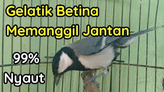 Download lagu Gelatik batu betina mp3