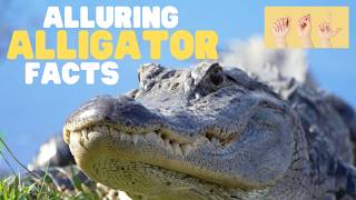 ASL Alluring Alligator Facts