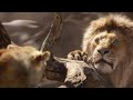 Mufasa Saved Simba Scene THE LION KING Movie Scene 2019