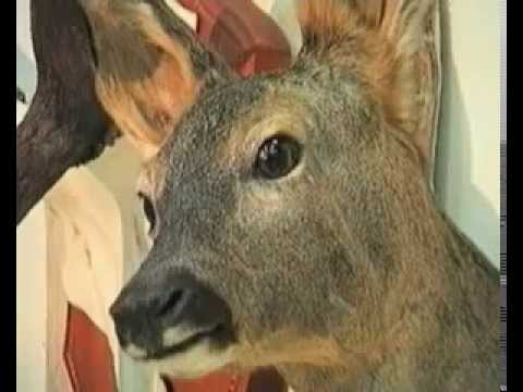 Tours-TV.com: Belarus, hunting