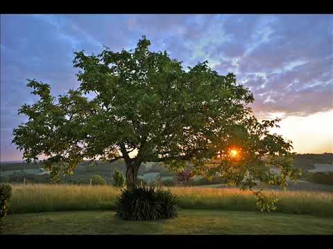 Ацо Марковић - Широко је лишће орово